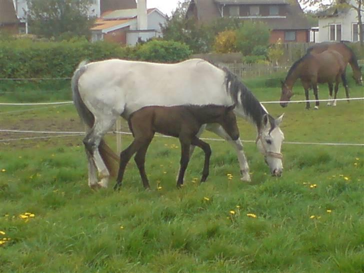 Dansk Varmblod Ballegårds Charming Nelly - Velkommen til Nellys profil, giv gerne en kommentar og karakter.. :) billede 2