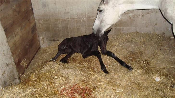 Dansk Varmblod Ballegårds Charming Nelly - Her er hun lige kommet ud af sin moar.. Dato; 6 Maj 21.30 billede 3