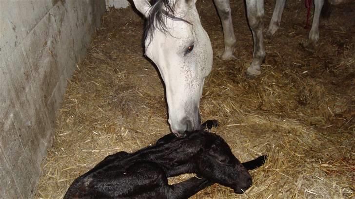 Dansk Varmblod Ballegårds Charming Nelly billede 4