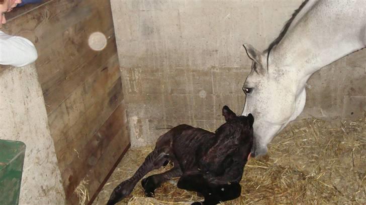 Dansk Varmblod Ballegårds Charming Nelly - Wicha var så træt til sidst, at vi blev nød til at hive nelly ud, og da hun kom ud sad jeg med hende i armende, for wicha var så træt at hun var helt ligeglad med at hun havde født så jeg sad og kørte rundt på Nellys krop for at få blod omløbet igang billede 5