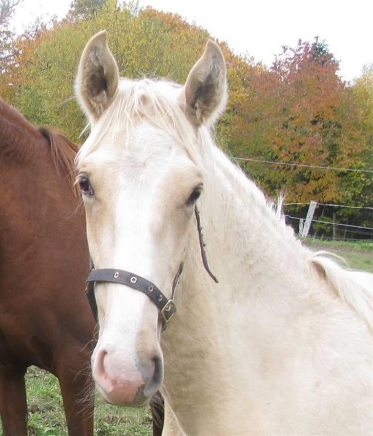 Lusitano Emigrante  (solgt) - Oktober 2009 billede 1