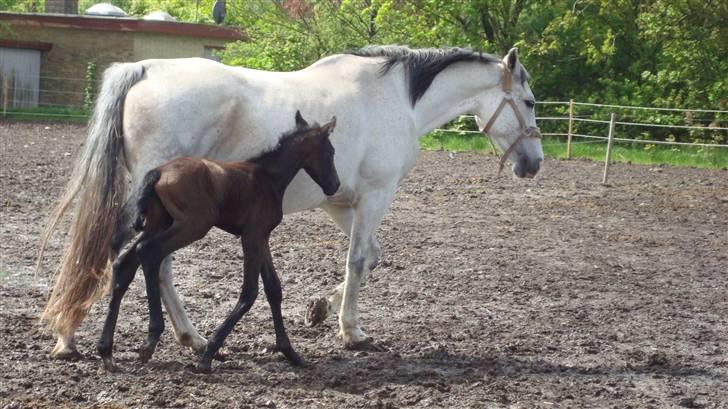 Dansk Varmblod Ballegårds Charming Nelly billede 6