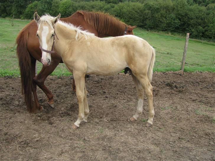 Lusitano Emigrante  (solgt) billede 2