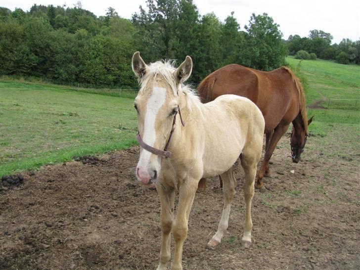 Lusitano Emigrante  (solgt) billede 3
