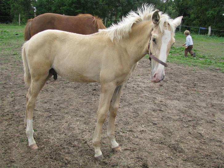 Lusitano Emigrante  (solgt) billede 4