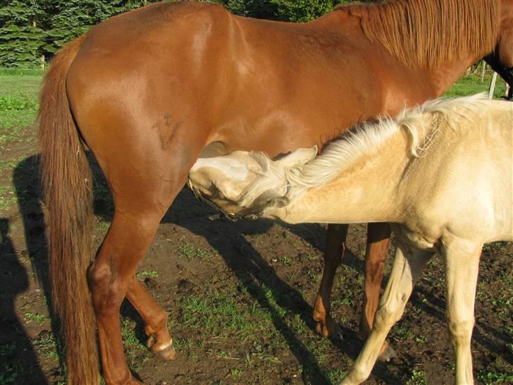 Lusitano Emigrante  (solgt) billede 5
