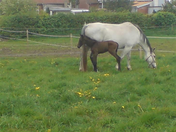 Dansk Varmblod Ballegårds Charming Nelly - Første gang på græs fold, det var sjovt og lidt farligt billede 7