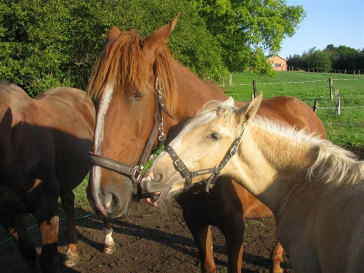 Lusitano Emigrante  (solgt) billede 6