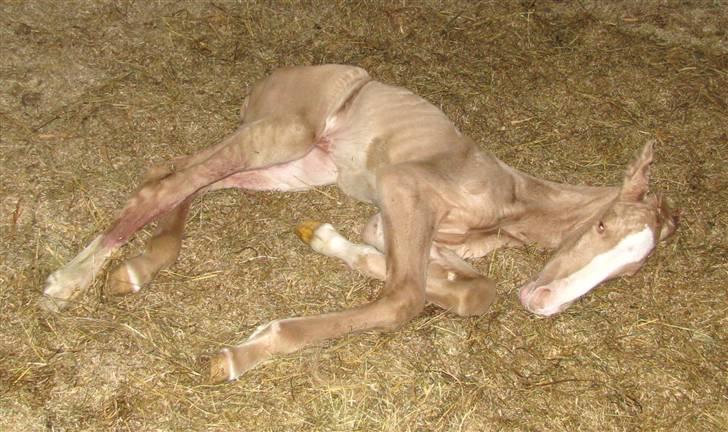 Lusitano Emigrante  (solgt) billede 7