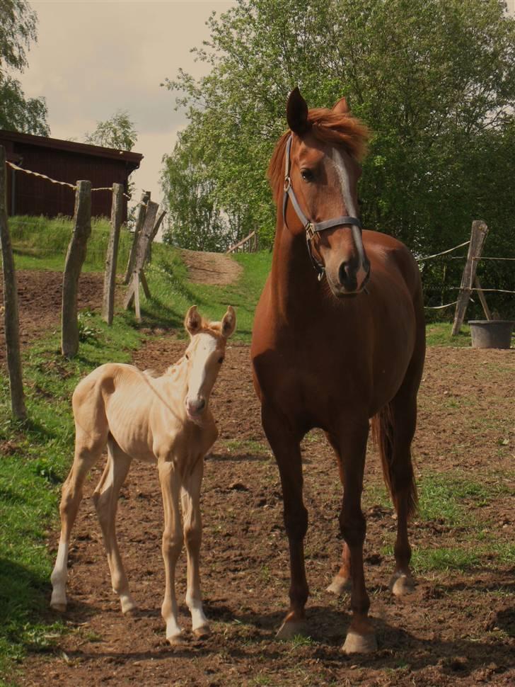 Lusitano Emigrante  (solgt) billede 8