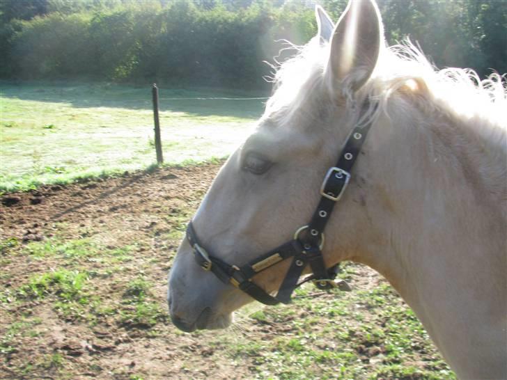 Lusitano Emigrante  (solgt) billede 9