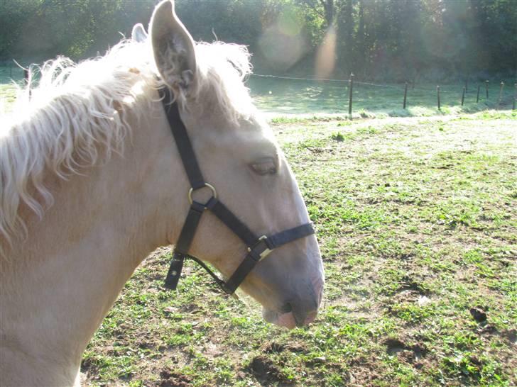 Lusitano Emigrante  (solgt) billede 10