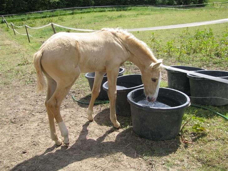 Lusitano Emigrante  (solgt) billede 11