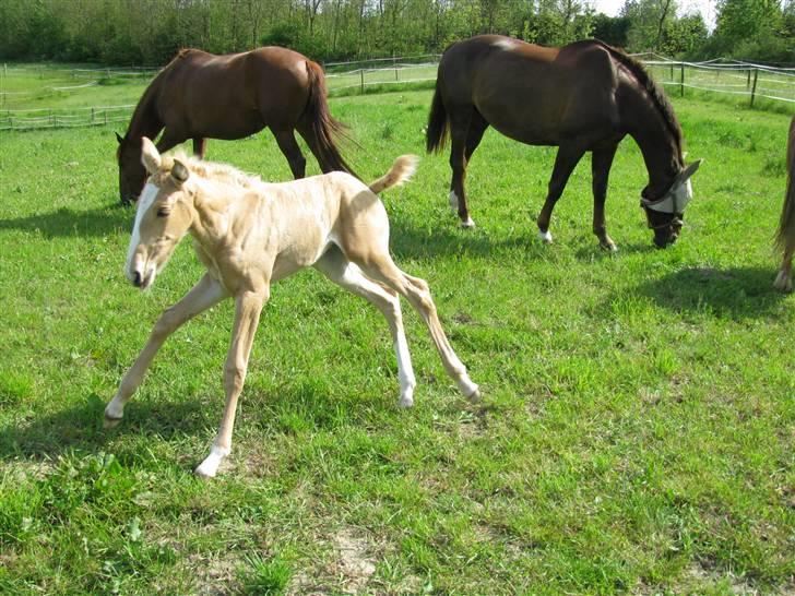 Lusitano Emigrante  (solgt) billede 12