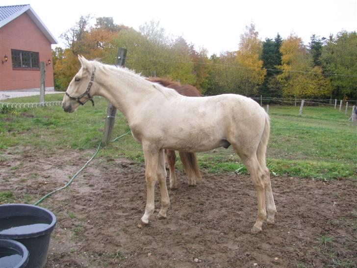 Lusitano Emigrante  (solgt) - oktober 2009 billede 13