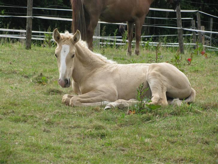 Lusitano Emigrante  (solgt) billede 14