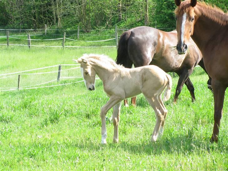 Lusitano Emigrante  (solgt) billede 15