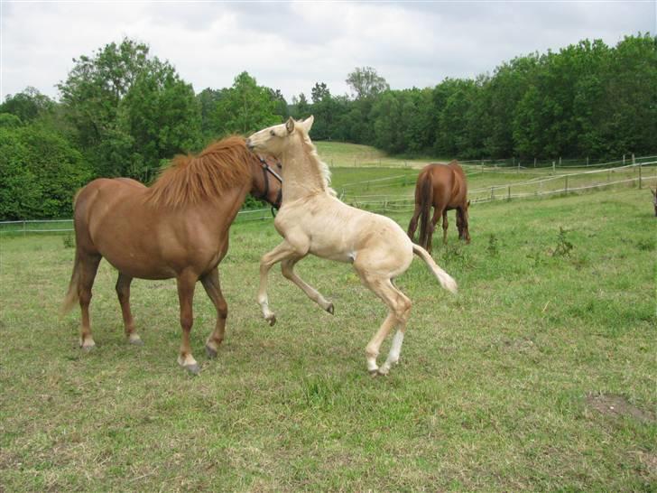 Lusitano Emigrante  (solgt) billede 16