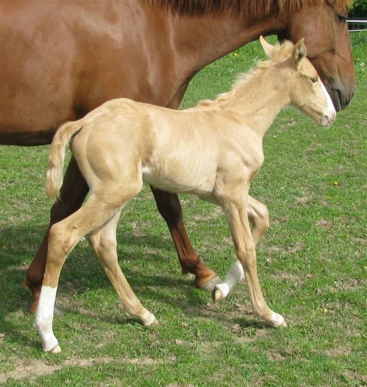 Lusitano Emigrante  (solgt) billede 17