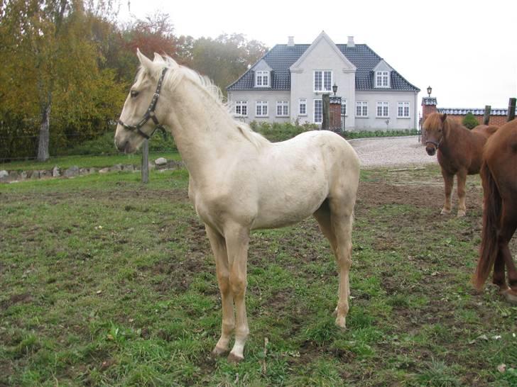 Lusitano Emigrante  (solgt) - oktober 2009 billede 18