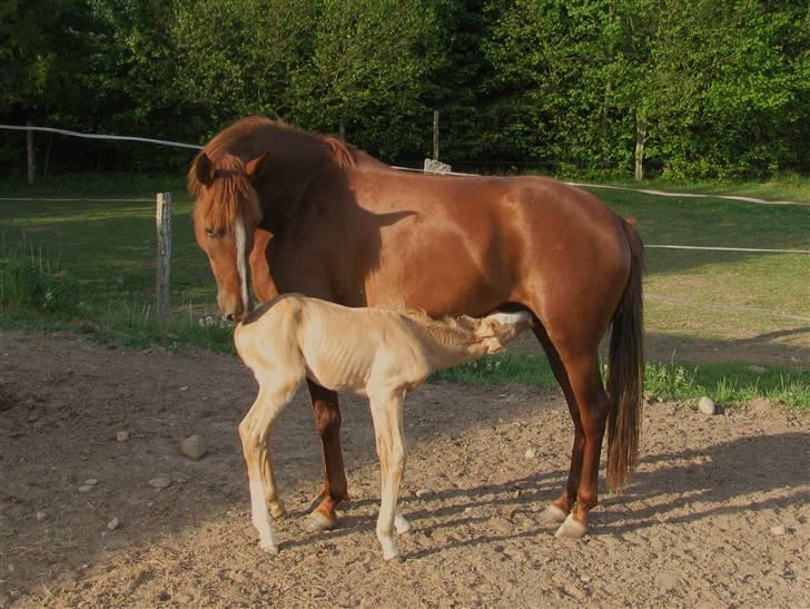 Lusitano Emigrante  (solgt) billede 19