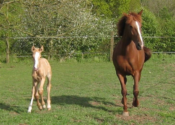 Lusitano Emigrante  (solgt) billede 20