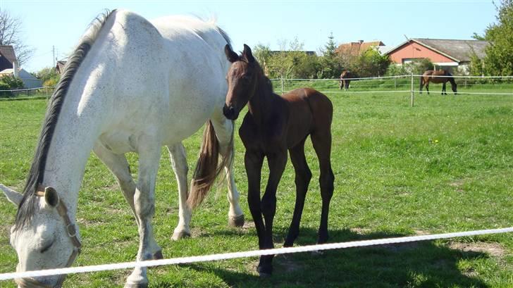 Dansk Varmblod Ballegårds Charming Nelly billede 8