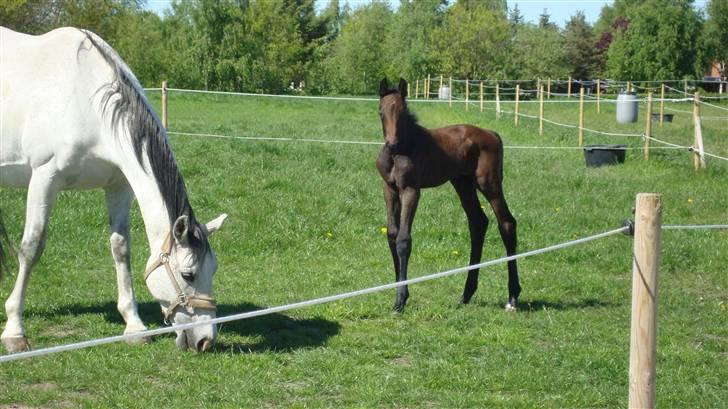 Dansk Varmblod Ballegårds Charming Nelly billede 9