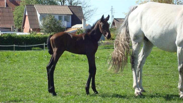 Dansk Varmblod Ballegårds Charming Nelly - Hun er bare så utrolig smuk .. billede 10