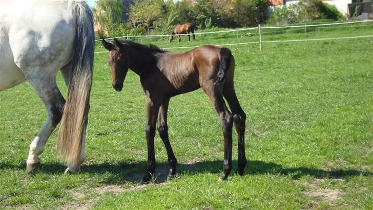 Dansk Varmblod Ballegårds Charming Nelly billede 11
