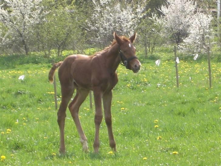 Dansk Varmblod Zelina Z billede 9