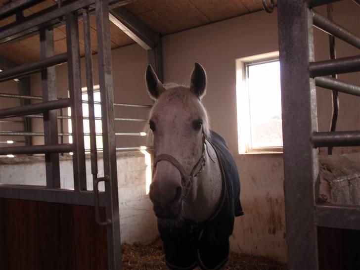 Shagya Araber (SH) Arabiens Mahayia FLYTTET - Mahl <3 Foto : Mig <3 billede 17