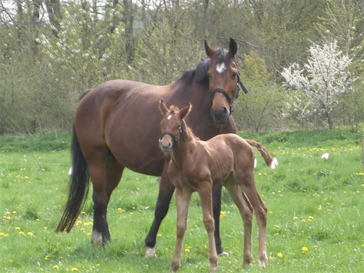 Dansk Varmblod Zelina Z billede 10