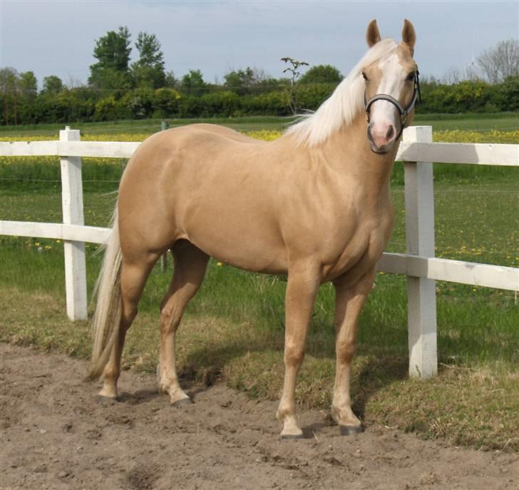 Quarter Zip Skip Sunshine - Smukke Sunny på ridebanen 14.05.09 billede 1