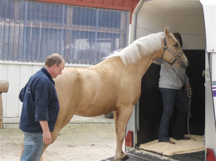 Quarter Zip Skip Sunshine - læsses i trailer, fra sit gamle hjem i Tyskland billede 2