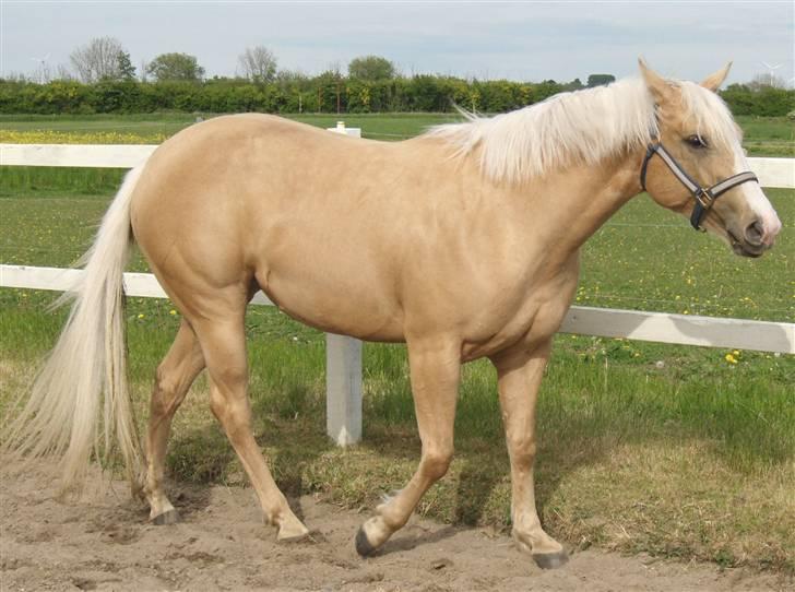 Quarter Zip Skip Sunshine - Tjekker lige de nye venner på folden ved siden af banen billede 4