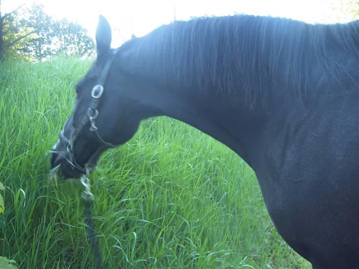 Dansk Varmblod G. Sweetie R.I.P' savnet. - fordi du altid vil være den bedste lærehest (L)<3 billede 18