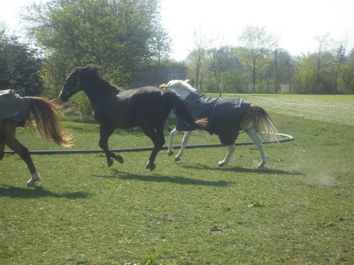 Dansk Varmblod G. Sweetie R.I.P' savnet. - Man diskuterer med en hingst, kommanderer med en vallak, og skal spørge en hoppe om lov. billede 19