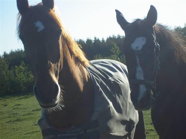 Dansk Varmblod G. Sweetie R.I.P' savnet. - Fordi Mon Cherié (th) altid vil savne dig og han kalder på dig hele tiden billede 20