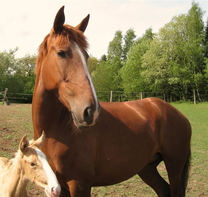 Lusitano Xaquira billede 2