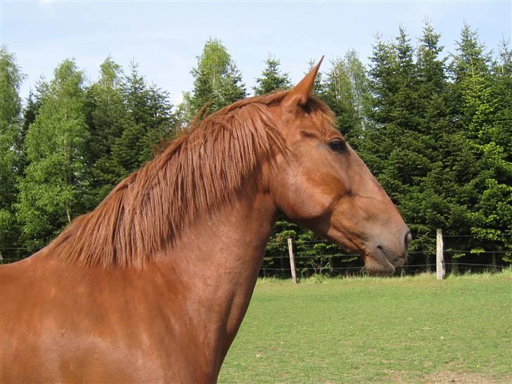 Lusitano Xaquira billede 3