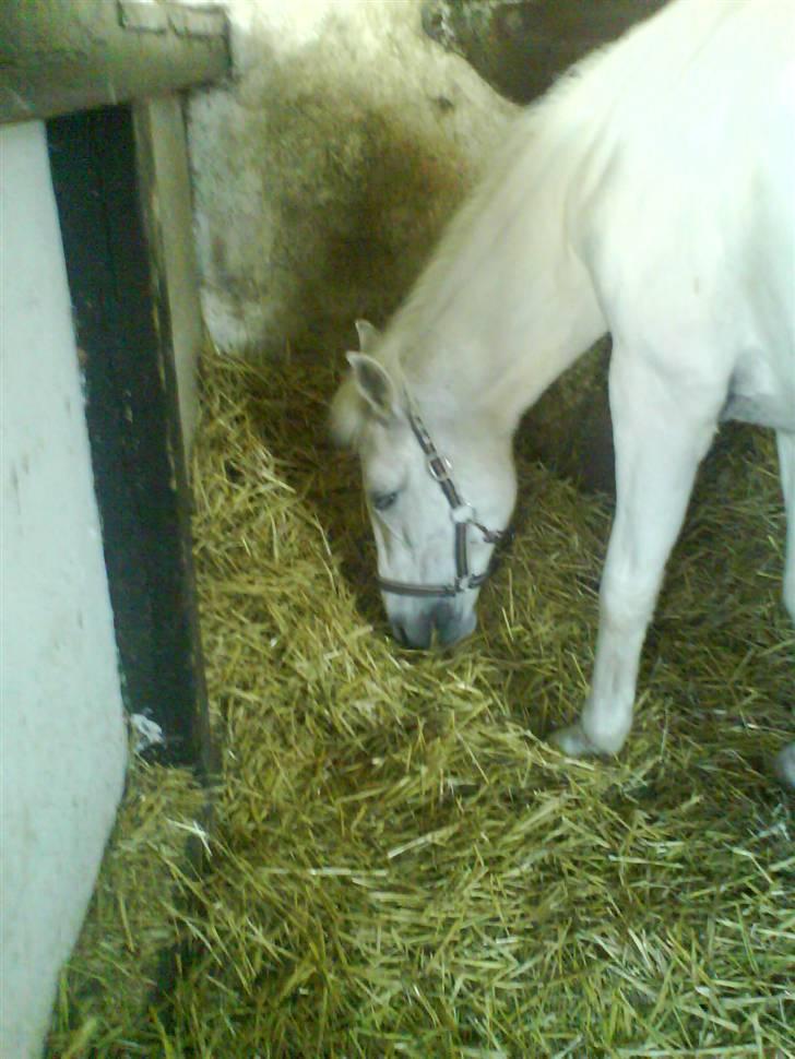 Pinto Charming Lady<3 Solgt :'( - 4, Lady i sin boks billede 4