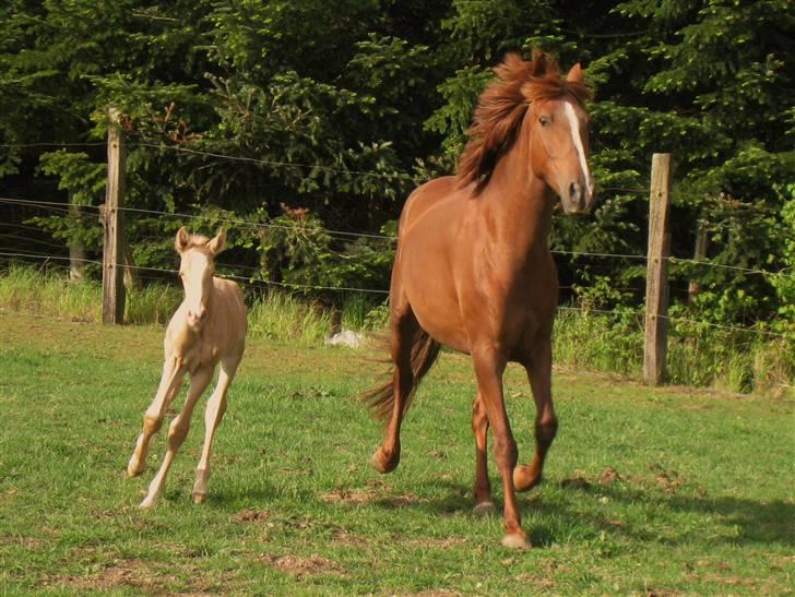 Lusitano Xaquira billede 4