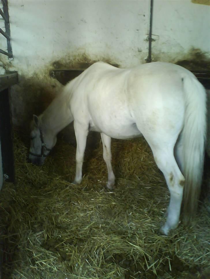 Pinto Charming Lady<3 Solgt :'( - 5, Lady i boks og spiser hø billede 5