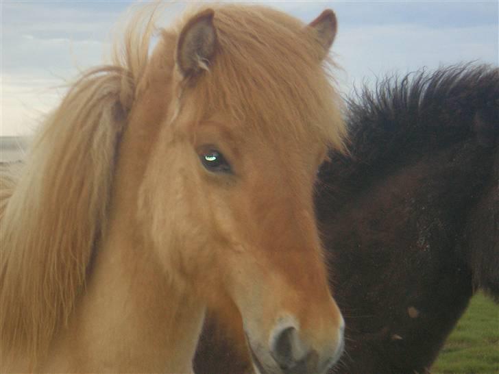 Islænder Fylkir billede 10