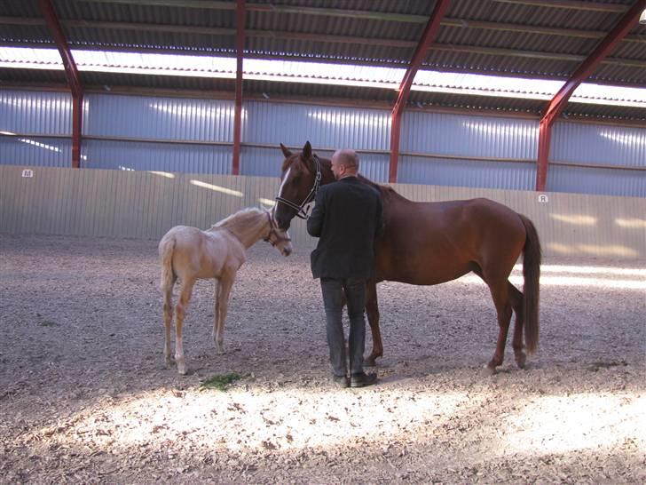 Lusitano Xaquira billede 5