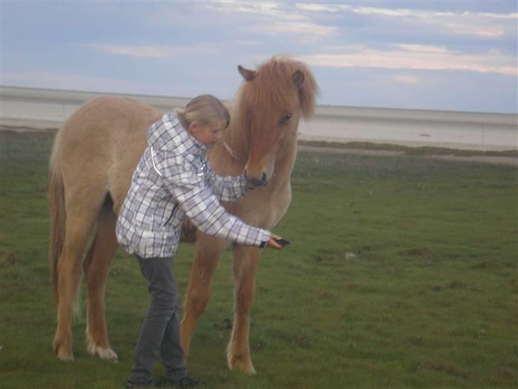 Islænder Fylkir - min lille søster med den dejligste hest <´333 billede 11