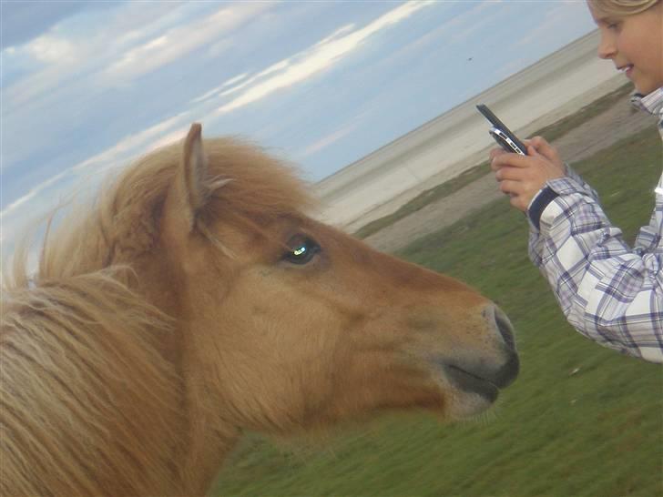 Islænder Fylkir billede 12