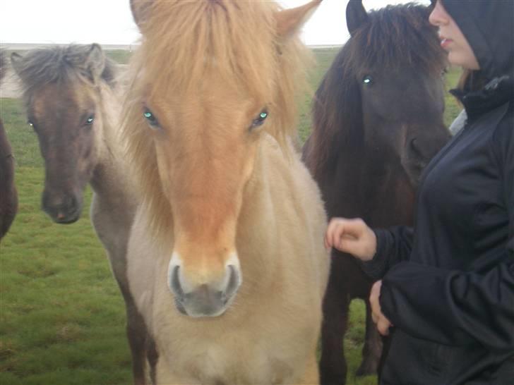 Islænder Fylkir billede 13
