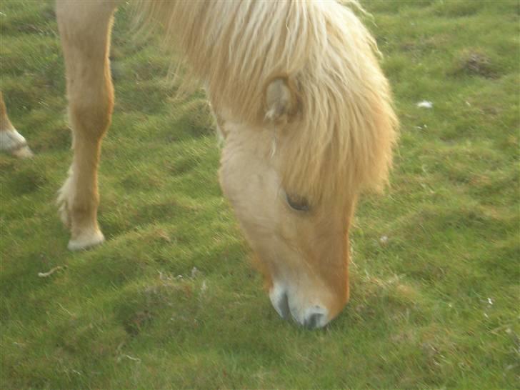 Islænder Fylkir billede 14